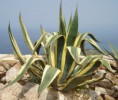 /album/agavaceae1/agave-americana-marginata-jpg/
